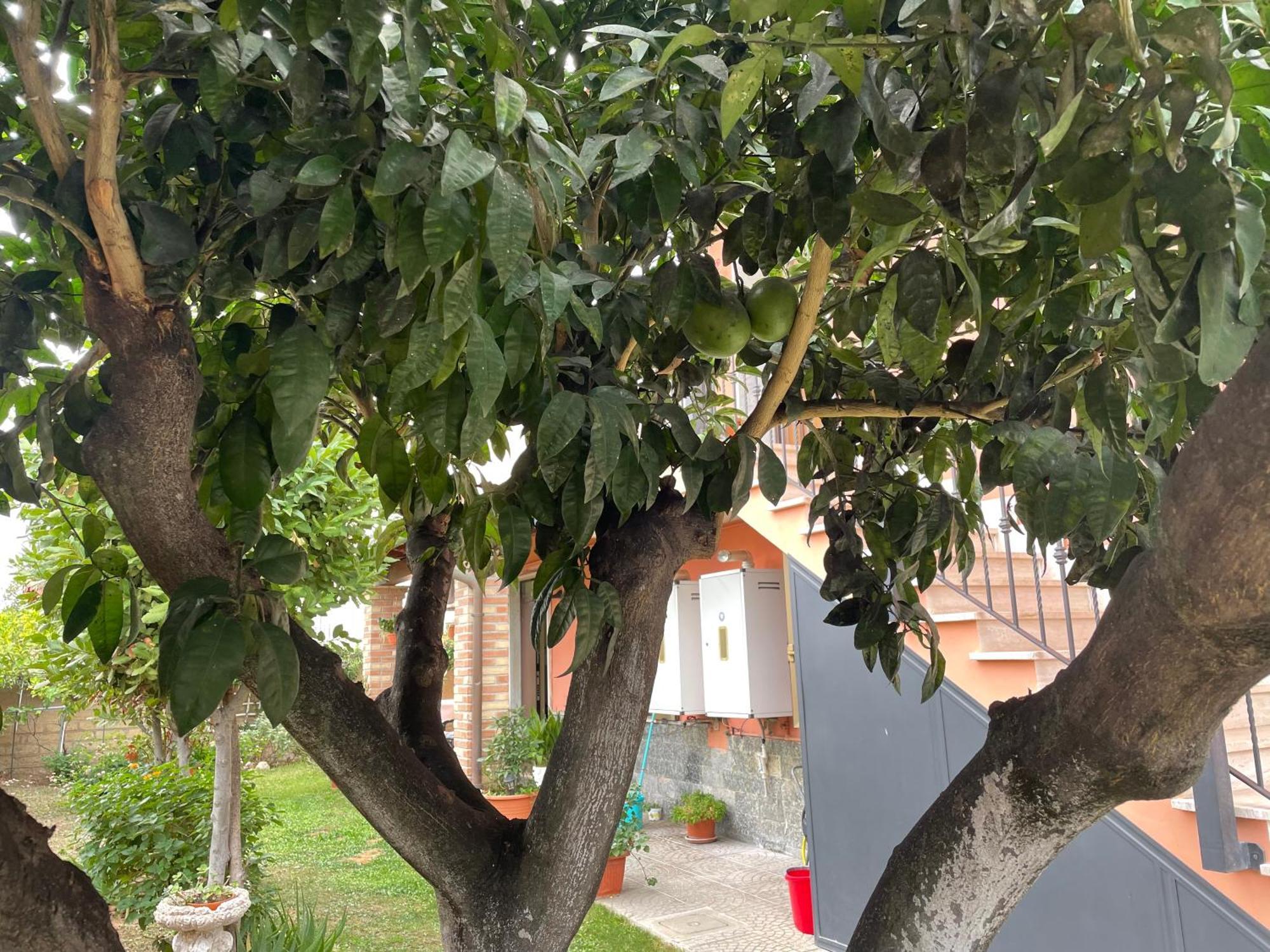 Un Sogno Nel Verde Acilia Εξωτερικό φωτογραφία